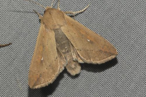 Mythimna unipuncta